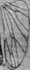 Hind wing on Chudania delecta Distant, 1908: Hind wing. (Observation).