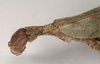 CollectionObject 1561216; NHMUK(SF IMPORT DUPLICATE) 845232, 908f71f4-d99b-40c0-a088-ef111909a049: copyright Natural History Museum, London. female: head and thorax, lateral view (holotype). (CollectionObject).