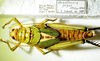 CollectionObject 1498683; 828f73c6-4025-48ef-a3bd-1a77779d5fac: female with labels, dorsal view. (CollectionObject).