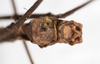 CollectionObject 1560457; 0ef1e3fc-0331-4f73-8d9e-cc8eb137cab9: copyright NMW, Vienna. male: end of abdomen, ventral view (holotype). (CollectionObject).