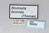 CollectionObject 2809542; CNCI 984022, d1a7ab7d-2aab-4e6f-932d-969d4b9e3f9f: Brunneria brunnea. (CollectionObject).