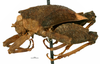 CollectionObject 1506800; 79f8ee8f-6665-46e1-a169-8ce65878ecbb: male, lateral view (lectotype). (CollectionObject).