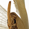 CollectionObject 1529812; 79356435-7401-44ff-9b97-fd157f4ca187: female subgenital plate (holotype). (CollectionObject).