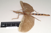 CollectionObject 1560490; faf21d13-87ac-4b01-993a-d203a4851e5e: copyright Natural History Museum, London. female, lateral view (holotype). (CollectionObject).