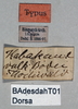 CollectionObject 1501038; bfb36fa2-d52c-4168-a794-1d386535e233, DORSA BAdesdahT01: male, labels (holotype). (CollectionObject).