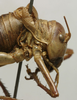 CollectionObject 1536017; ac1221ea-8e84-4973-b6c7-84deed3409df: female head and pronotum, lateral view (paralectotype). (CollectionObject).