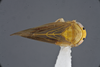 Habitus, dorsal view on Andanus acanthophallus Pinedo-Escatel, 2025: Holotype, male. (Observation).