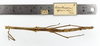 CollectionObject 1557604; 010af296-0f5f-4d9e-863f-b375ba5854b5: copyright MZUSP. female of synonym Canuleius affinis, dorsal view (holotype). (CollectionObject).