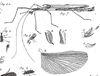 Ignacia atrophica (Pallas, 1772): Figures from Pl. 1 of Pallas 1772. female. (Otu).