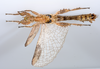 CollectionObject 1590151; b4bef1b9-2b4f-45c3-9e47-a7b544ef986c: copyright ZSMC, Munich. male, ventral view (holotype). (CollectionObject).