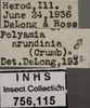 Other: !! display not done !! on Crumbana arundinea (Crumb, 1915): Labels. Male. (Observation).