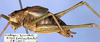 CollectionObject 1517433; 08ddb324-0927-486a-9035-2da6425d5dad: male, lateral view (holotype). (CollectionObject).