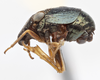 Habitus, lateral view: !! display not done !! on Bruchomorpha oculata Newman, 1838: (Observation).