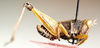 Caenothericles capitatus Descamps, 1977: male, lateral view. (Otu).