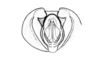 Aucacris eumera Hebard, 1929: Fig. 16. male, ectophallus and aedeagus apex, caudal view. (Otu).