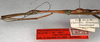 CollectionObject 1560516; NMW 634, ab5e2de5-61a9-4876-9328-ffc8e4ed14b2: copyright NMW, Vienna. male: head and thorax, lateral view of synonym Paradiapheromera strumosa (lectotype). (CollectionObject).