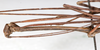 CollectionObject 1558531; 19b0f613-4523-4af7-969e-1e3b2e2e2d5c: copyright MHNG Geneva. male: head & thorax, lateral view (holotype). (CollectionObject).