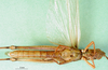 CollectionObject 1501373; 5345fc0f-a785-4145-b42e-ef1a548ee129: male, ventral view (holotype). (CollectionObject).