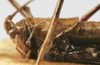 CollectionObject 1539691; bb307042-d292-43c6-9638-4f89d8e8fc43: female pronotum lateral (holotype). (CollectionObject).
