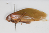 CollectionObject 1505885; e09d9024-f103-42e3-819c-517dfd55be31: female, lateral view (holotype). (CollectionObject).