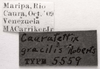 CollectionObject 1524889; 0c8995b6-7946-4deb-ac56-8ebfd4b4fbc4: Image C.S. Carbonell. labels (holotype). (CollectionObject).