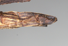 CollectionObject 1558268; f3dad98e-bffc-419f-b891-eed915efa757: copyright MIZ, Warsaw. female: end of abdomen, lateral view (syntype). (CollectionObject).;CollectionObject 1558269; b4cef16c-4cb8-45c5-b455-7adc37dbc9d4: copyright MIZ, Warsaw. female: end of abdomen, lateral view (syntype). (CollectionObject).