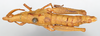 CollectionObject 1580381; 8dae0424-db8a-4385-aa88-3e02aefb6793: female, dorsal view (paralectotype). (CollectionObject).