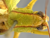 CollectionObject 1593843; c2e36bb8-1b52-47f7-a3f4-cdb2316ffca4: male head and pronotum, dorsal view. (CollectionObject).