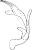 Aedeagus, lateral view on Eualebra jenniferae Dietrich, 2013: Aedeagus, lateral view. (Observation).
