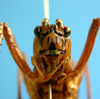 CollectionObject 1539167; UVCO 20713, 09e1cd6c-aa41-497d-bcc7-b3c8a8560e30: MUSENUV - 20713. male, frontal view. (CollectionObject).