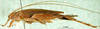 CollectionObject 1503510; 9b38b764-acf0-436b-9984-a734b800cbc8: male, lateral view, holotype. (CollectionObject).