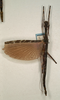 CollectionObject 1560613; 7bafb07f-13f5-400e-b9aa-62a7e0b89197: copyright NMW, Vienna. male (syntype). (CollectionObject).;CollectionObject 1560614; c907d110-1ce9-4b11-8ff1-126d7de763f9: copyright NMW, Vienna. male (syntype). (CollectionObject).