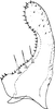 Subgenital plate, ventral view on Arboridia (Arboridia) zhenyuana Song & Li, 2013: (Observation).