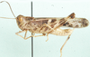 male, lateral view. Depicts Oedaleus senegalensis (Krauss, 1877), an Otu.