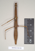 CollectionObject 1561002; NHMUK(SF IMPORT DUPLICATE) 844708, 4b5dcd0b-d6da-4636-882a-4c48ef5d5038: copyright Natural History Museum, London. female Phasma graniferum (holotype). (CollectionObject).