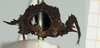 CollectionObject 1517880; 5c7beaa7-4ec9-405c-81e4-9b37024a7813, NHMUK010924409: male, frontal view (holotype). (CollectionObject).
