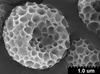 Brochosomes on Cuerna angusta Nielson, 1965: CR819 | Mexico, Nuevo Leon, 2mi N Montemorelos | 3/17/1975 | TAMU. (Observation).