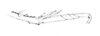 Ceuthophilus (Ceuthophilus) divergens Scudder, 1862: Fig. 238. caudal tarsus. (Otu).