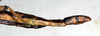 CollectionObject 1558262; NMW 248, 916c3b9f-3bca-4c13-bc55-9b87e7408acf: copyright NMW. female: end of abdomen, lateral view (syntype). (CollectionObject).