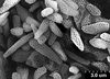 Brochosomes: !! display not done !! on Cuerna alba Oman & Beamer, 1944: CR779 | U.S.A., New Mexico, Otero Co., White Sands NM, Rakitov R. [#02-39], 17-21 Jul 2002 | INHS. (Observation).