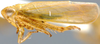 Habitus, lateral view: Doliotettix lunulatus, lateral habitus (NMNH). (Observation).