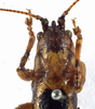 CollectionObject 1529605; 724b6fce-b214-429b-9e3e-574f423262d6: male head and pronotum, dorsal view (syntype). (CollectionObject).
