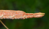 Caribbiopheromera jamaicana Zompro, 2001: copyright Paul D. Brock. female: end of abdomen, lateral view (culture stock 2014 ex. Trinidad). (Otu).
