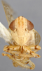 Head on Concavifer sagittatus Emeljanov, 1972 now Concavifer marmoratus Dlabola, 1960: Holotype. (Observation).