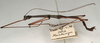 CollectionObject 1560896; 30a07e7a-6d1d-481f-91c6-dfa6fee7da9c: copyright NMW, Vienna. male, lateral view of Parasipyloidea aenea (syntype). (CollectionObject).;CollectionObject 1560897; 08e1e8a5-99b5-4916-a1d5-bb0fe8858a76: copyright NMW, Vienna. male, lateral view of Parasipyloidea aenea (syntype). (CollectionObject).