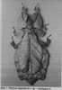 CollectionObject 1561250; cab54295-b5e1-4f48-99e4-1fae2661def4: from Hausleithner. female (holotype). (CollectionObject).