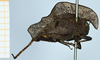 CollectionObject 1584421; 80110a2d-116f-48e6-9d43-f32d571424fa: female, lateral view (syntype). (CollectionObject).