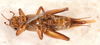 Bofana mirifica Otte & Perez-Gelabert, 2009: female, ventral view. (Otu).