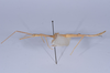 CollectionObject 1557785; 058a1922-a996-4f79-b99d-a3bbf6b99a3a: copyright NHMB, Basel. male, lateral view (syntype). (CollectionObject).
