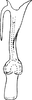 Aedeagus, ventral view: Aedeagus (D. neka Dwor.), ventral view. (Observation).